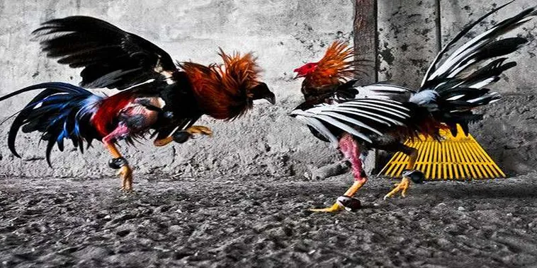 Bí Quyết Vui Nhộn Cách Chơi Đá Gà GA28 Tại 69VN Siêu Dễ Dàng 2 Bí Quyết Vui Nhộn Cách Chơi Đá Gà GA28 Tại 69VN Siêu Dễ Dàng