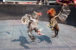 Bí Quyết Vui Nhộn Cách Chơi Đá Gà GA28 Tại 69VN Siêu Dễ Dàng 2 Bí Quyết Vui Nhộn Cách Chơi Đá Gà GA28 Tại 69VN Siêu Dễ Dàng